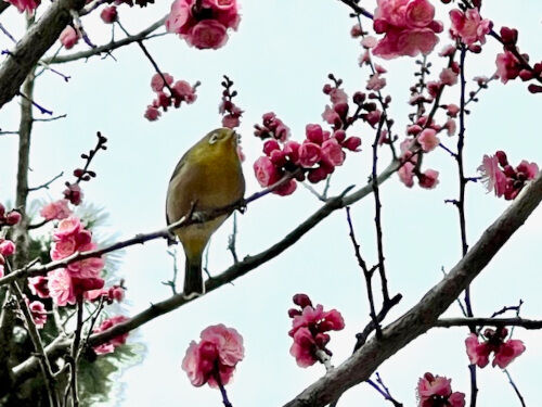 2025-03-17-kyoto5