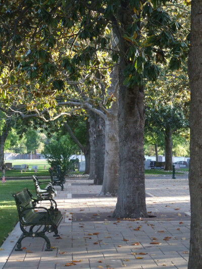 2025-01-23-cemetary1