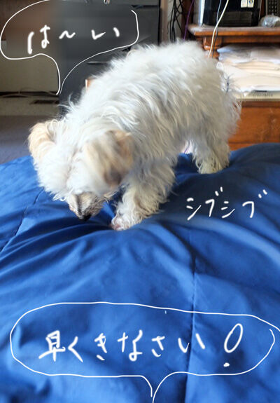 2022-03-25-rasta3