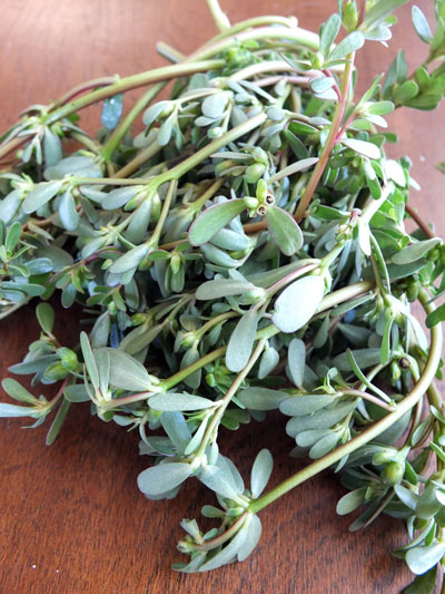 2017-08-15-purslane7