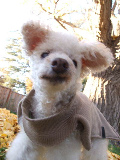 2015-11-30-chibi2