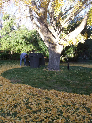 2013-11-18-leaves1