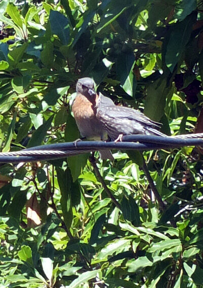2021-05-20-nest5