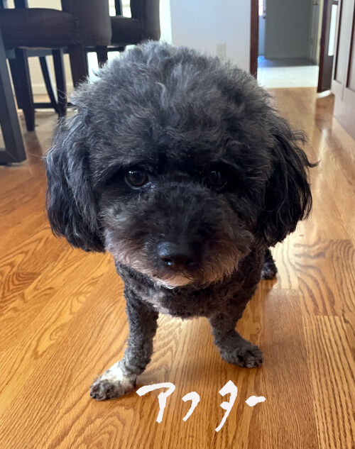 2026-10-18-oreo2