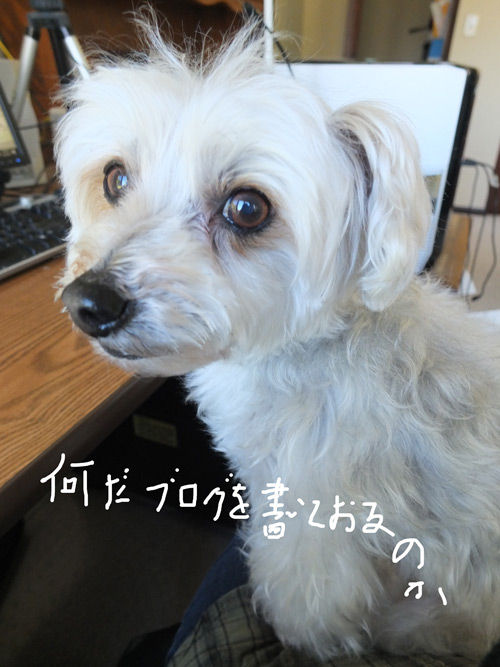 2019-03-18-rasta11