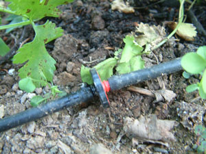 Raindrip System
