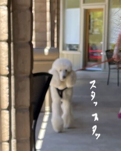 2024-07-17-poodle1