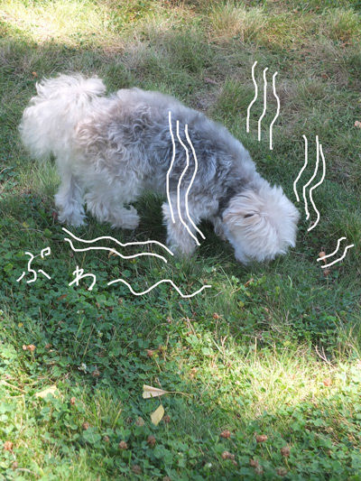 2019-08-28-rasta1