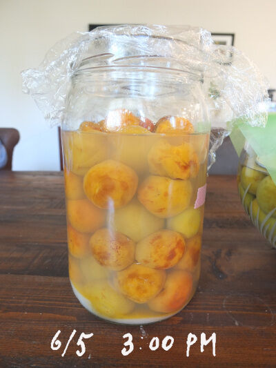 2025-06-05-umeboshi9