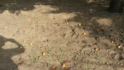 2014-06-16-apricot3