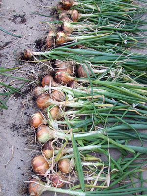 2012_08_26-onions