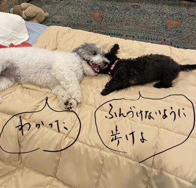 2024-07-14--dogs3
