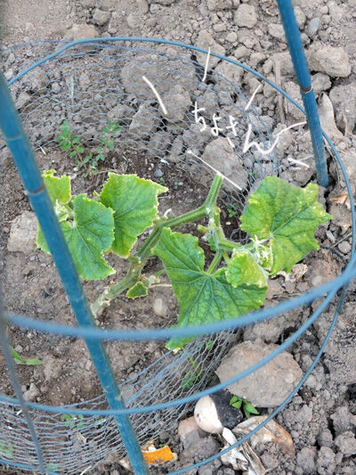2020-08-09-cucumber3