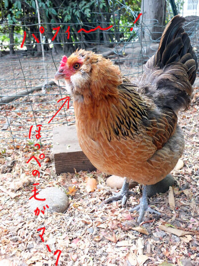 2020-09-06-hen2