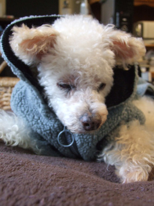 2019-01-21-chibi2