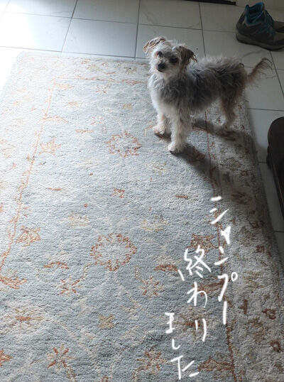 2021-01-06-rasta1