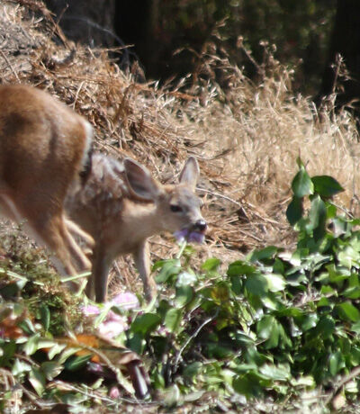2021-10-28-deer1