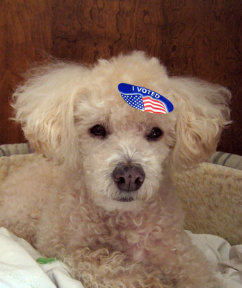 I voted