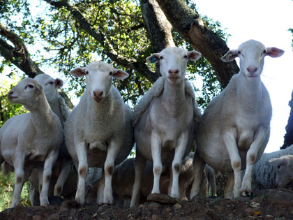 2012_04_21-sheep