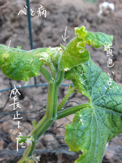 2020-08-09-cucumber2