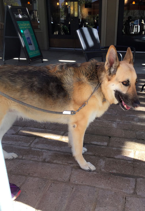 2019-01-12-dog2