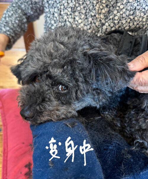 2025-11-18-teddybearcut2