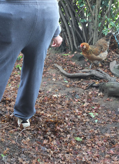 2019-12-26-hen2