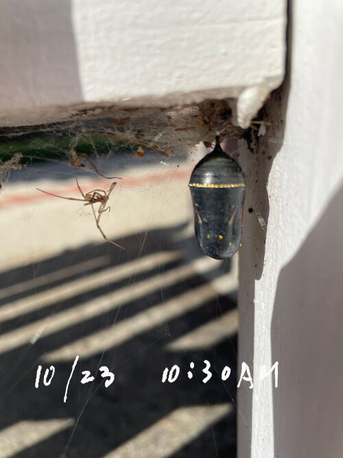 2025-10-25-monark2