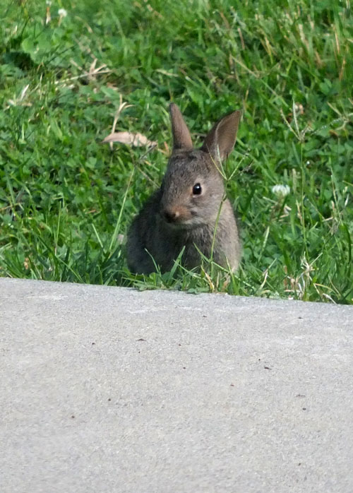 2017-06-28-rabbit1