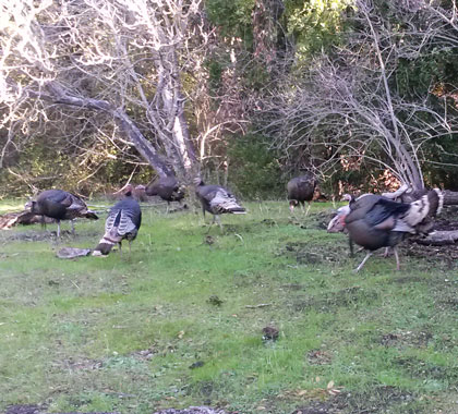 2015-12-15-turkeys