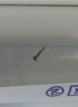 2013-07-03-needle2bee