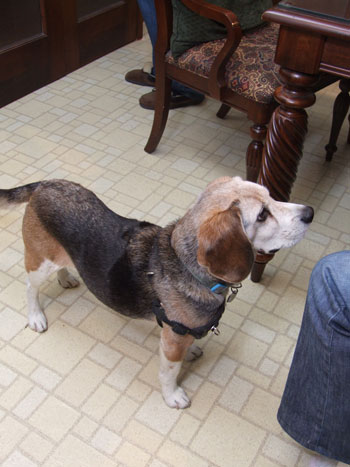 2015-03-29-beagle