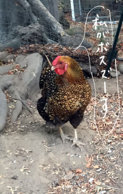 2021-08-13-hen3