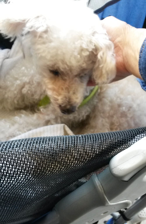 2016-07-13-poodle11