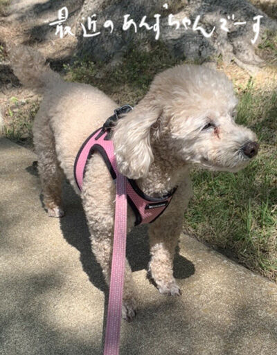 2024-03-11-anzu2