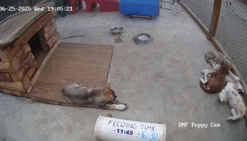 2025-06-25-puppies1