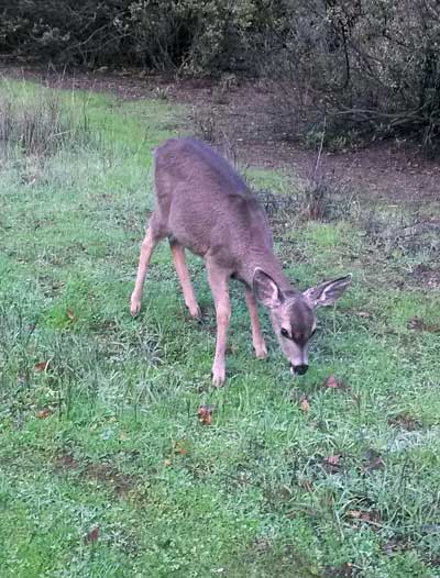 2014-12-16-deer2