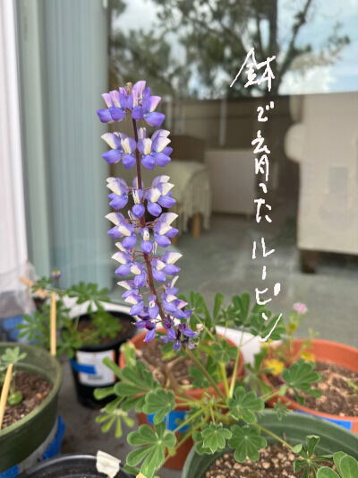 2024-12-29-lupin1