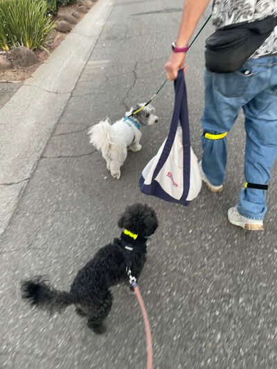 2024-09-28-DOGS