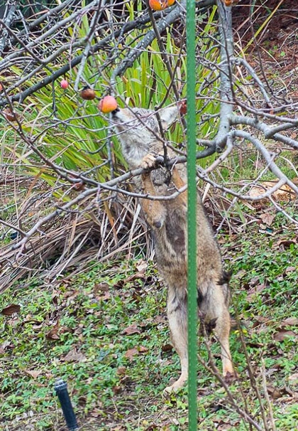 2016-02-18-coyote4