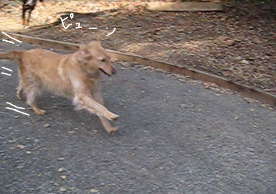 2018-01-07-dogs8