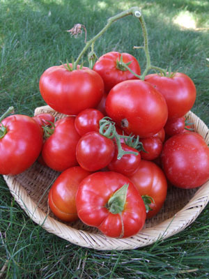 2011_08_31_tomatoes