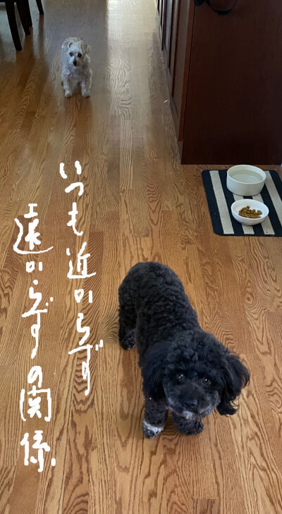 2024-11-19-rastaoreo