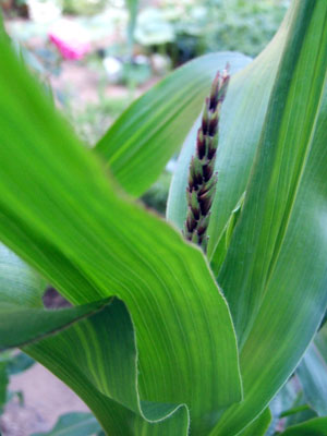 2013-06-15-corn1