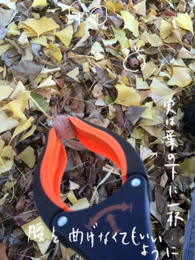 2020-12-04-ginko3