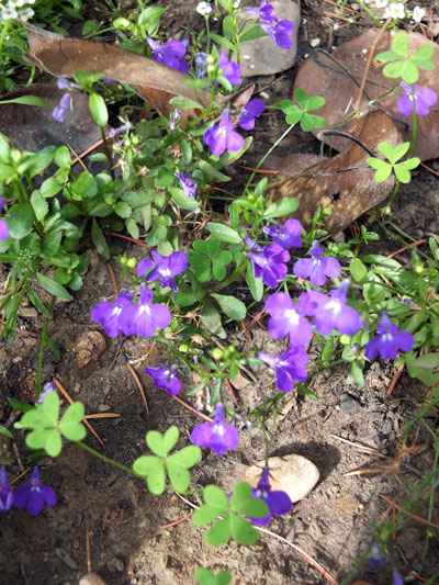 2017-11-05-chibihouse1