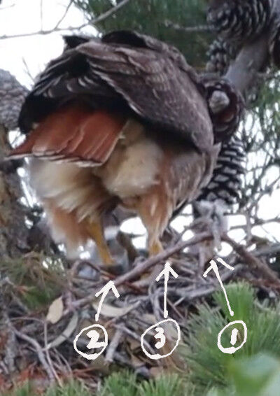 2026-06-04-hawk1