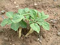 potato