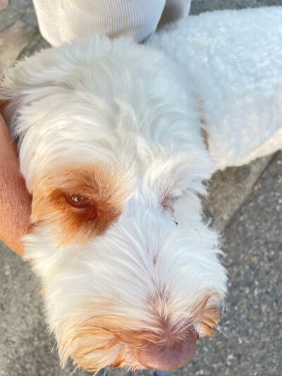 2026-08-31-duke2