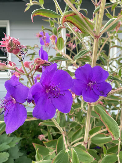 2022-07-24-flowers2